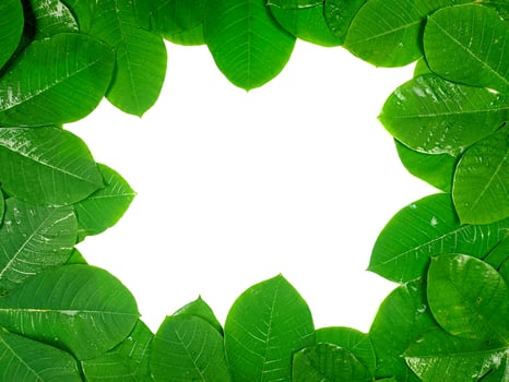 Green tropical leaves are placed on a white background with part of the leaf layout and copy space in the center. photo