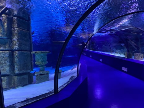 Large beautiful round glass tunnel under water in the aquarium with different fish. Concept tourism, sea world, diving photo