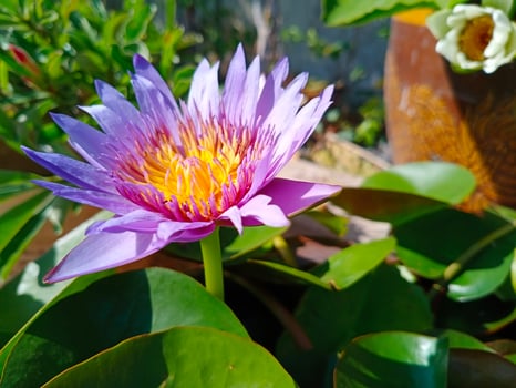 purple Egyptian lotus Flowers for worshiping Buddha or decorate your garden, office photo
