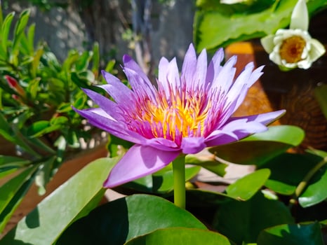 purple Egyptian lotus Flowers for worshiping Buddha or decorate your garden, office photo