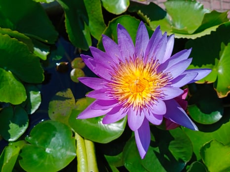 purple Egyptian lotus Flowers for worshiping Buddha or decorate your garden, office photo