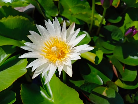 white egyptian lotus Flowers for worshiping Buddha or decorate your garden, office photo