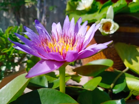 purple Egyptian lotus Flowers for worshiping Buddha or decorate your garden, office photo