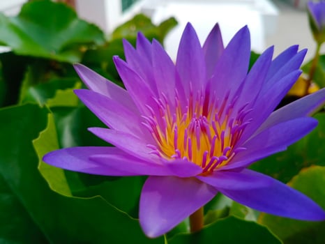 purple Egyptian lotus Flowers for worshiping Buddha or decorate your garden, office photo