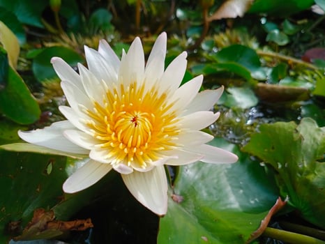 white egyptian lotus Flowers for worshiping Buddha or decorate your garden, office photo