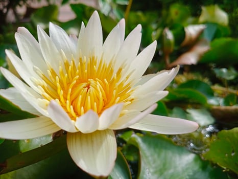white egyptian lotus Flowers for worshiping Buddha or decorate your garden, office photo