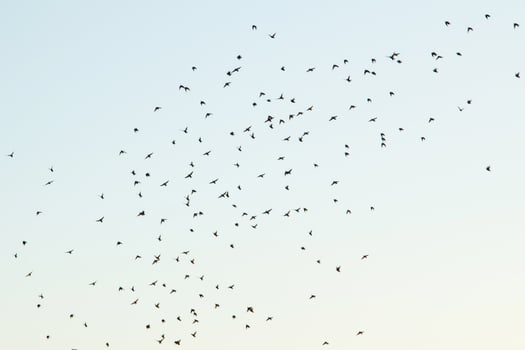 Silhouettes of birds in the sky photo