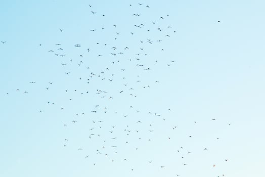 Silhouettes of birds in the sky photo