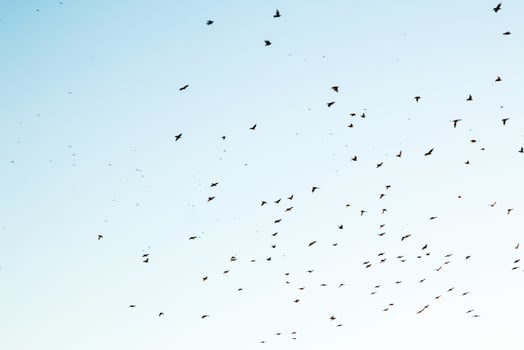 Silhouettes of birds in the sky photo