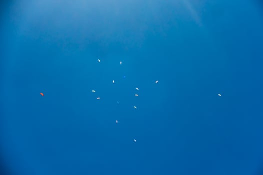 Paragliders launching at Mount Tambourine QLD photo