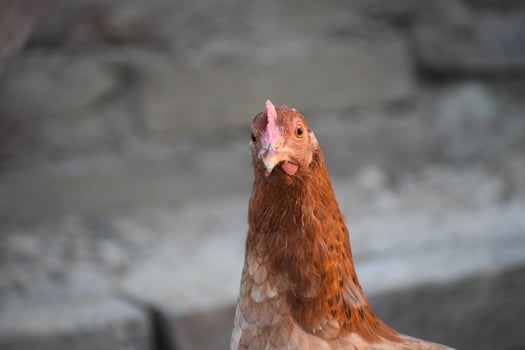 Hd Indian hen face image photo
