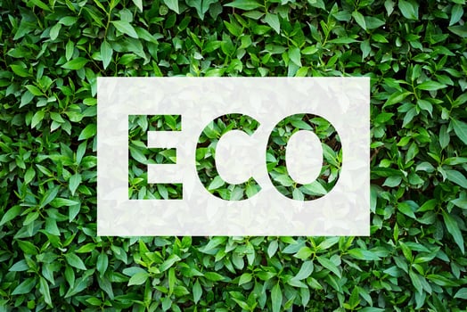 Green plant foliage as a background. Abstract texture photo