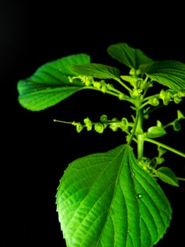 Vivid green leaves of Indian acalypha copperleaf in black background photo