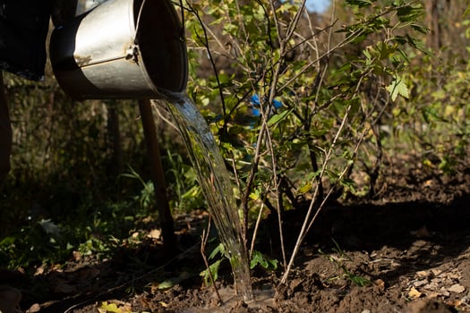 Bucket in garden. Watering plants. Water tank. Work in garden. photo