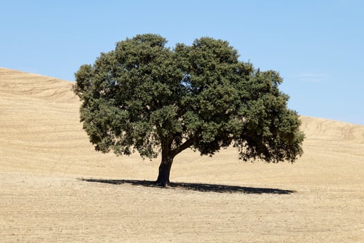 View of dried land with one olive tree. Climate change. Severe drought. Global warming. Environmental disaster. No water. Dry agriculture fields. Shortage of water. No crops. photo