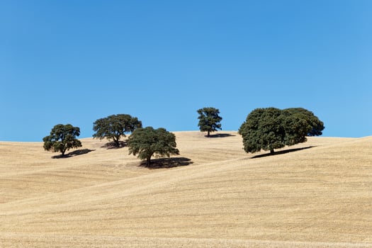 View of dried land with few olive trees. Climate change. Severe drought. Global warming. Environmental disaster. No water. Dry agriculture fields. Shortage of water. No crops. photo