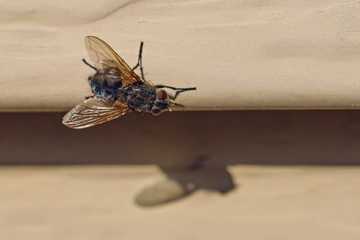 Blue and black abdomen fly casts a shadow on the on the siding photo