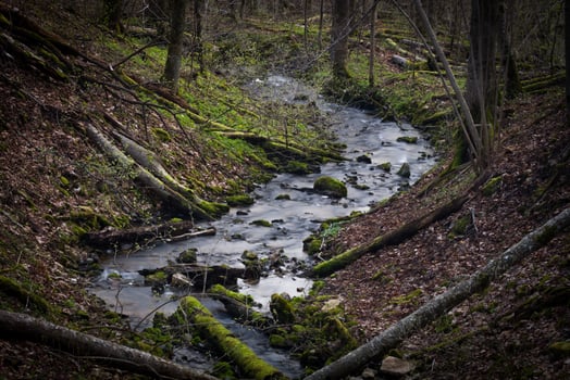 Small Forest River in Early Springtime photo