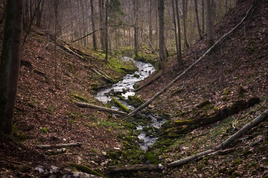 Small Forest River in Early Springtime photo