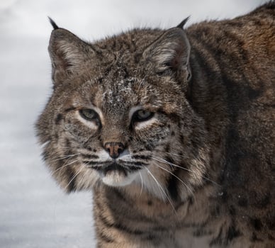 closeup of canadian lynx walking in snow photo