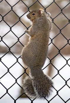 gray squirrel on fence in zoo photo