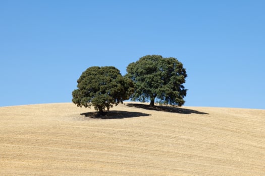 View of dried land with two olive trees. Climate change. Severe drought. Global warming. Environmental disaster. No water. Dry agriculture fields. Shortage of water. No crops. photo