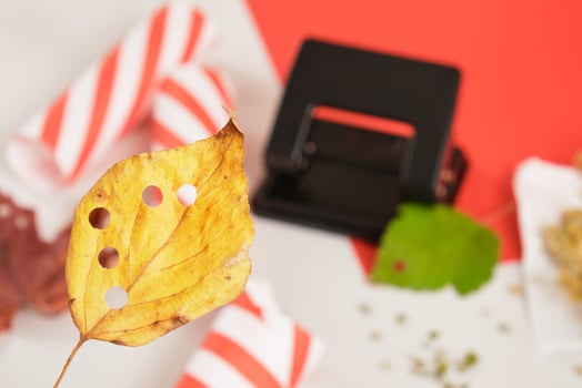 confetti from natural materials, zero waste lifestyle, eco friendly autumn leaves confetti with a hole punch photo