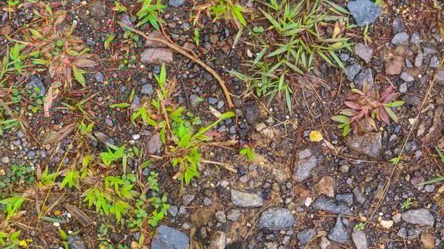 the sandy soil with green grass as background photo