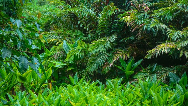 beautiful green foliage as background photo