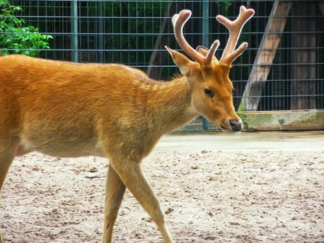 Beautiful red orange fur young deer with velvet antlers in a park 3 photo