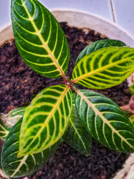 Leaf pattern of the Sanchezia Speciosa plant. photo