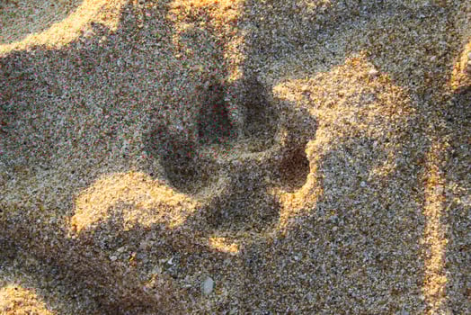 Travel to island Phuket, Thailand. The footprints of dog on the sand beach. photo