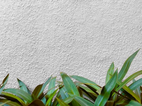 Seamless texture of white cement wall a rough surface,There are decorative leaves below. With space for text, cement wallpaper,for a background. photo
