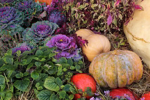 Close-up of fresh plant leaves decorative purple cabbage Brassica oleracea and pumpkins. Organic vegetable healthy eating concept. Autumn harvesting. Vegan food. Gardening, growing and bio farming photo