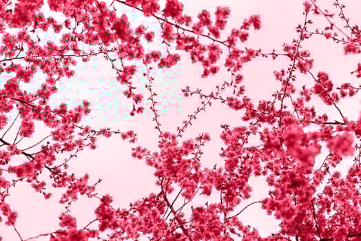 Viva Magenta color of the year 2023 Blooming sakura branches with pink purple flowers close-up against sky photo