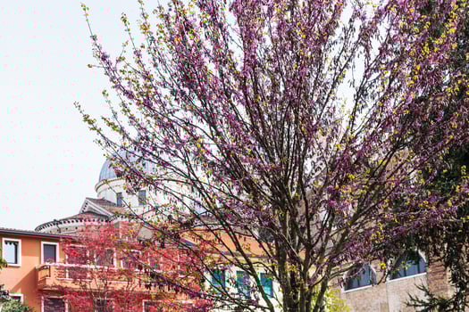 flowering judas tree in Padua city in spring photo