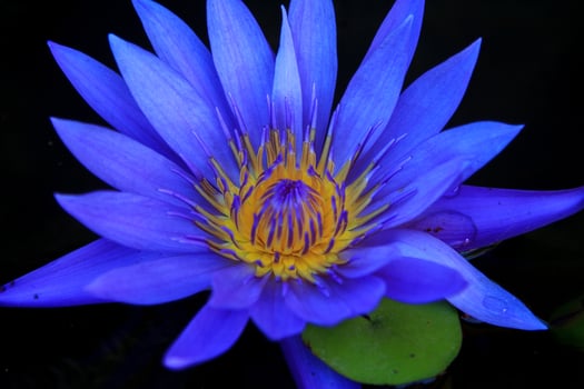 Naturally beautiful and blooming purple lotus flowers with yellow streaks waiting for the eyes of insects and bees to mate on a black background. photo
