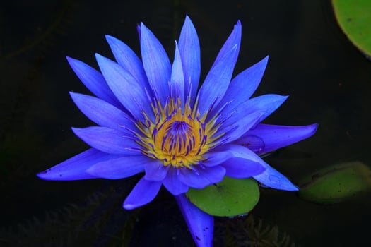 Naturally beautiful and blooming purple lotus flowers with yellow streaks waiting for the eyes of insects and bees to mate on a black background. photo