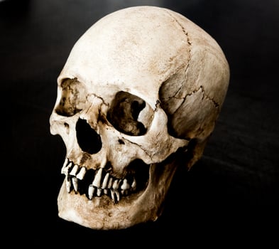 Fiberglass human skull facing 45 degrees left with a black background photo