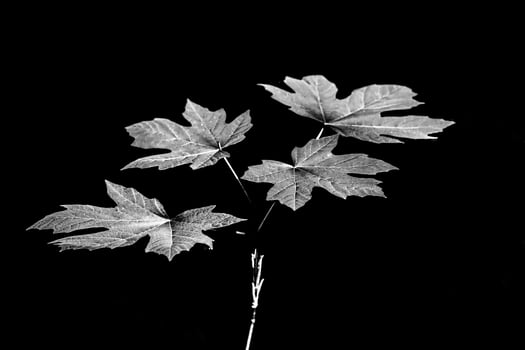 Black and white leaves isolated on black showing high detail photo
