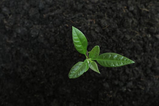 Top view of young avocado plant growing out from soil humus. photo