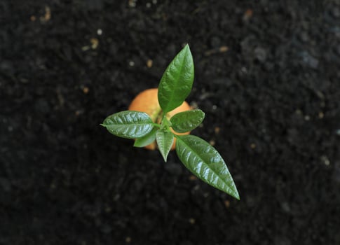 Avocado sprout and germinated seed from soil. photo