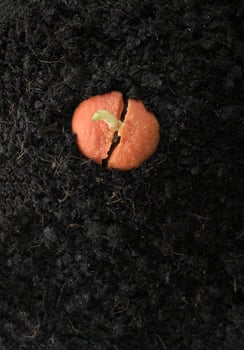 Top view of avocadoTop view of avocado sprout from oraange germinated seed in soil humus. sprout from germinated seed in soil humus. photo