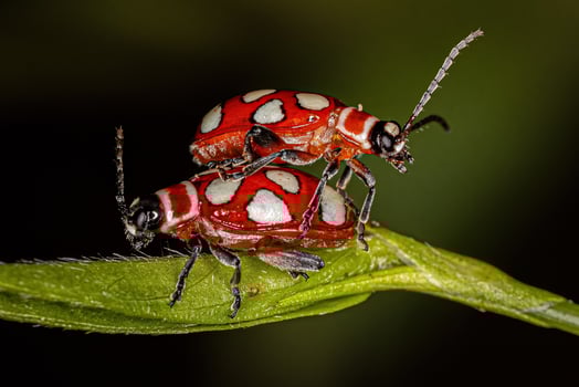 Adult Flea Beetle photo