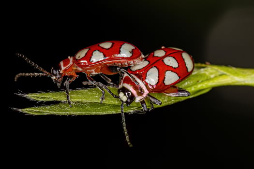 Adult Flea Beetle photo