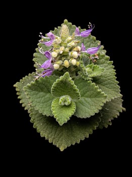 Indian Borage Flower photo