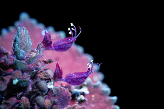Indian Borage Flower under ultraviolet light of flashlight photo