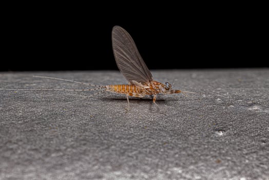 Adult Female Mayfly photo