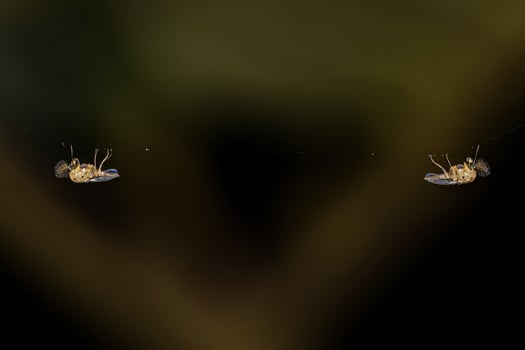 Adult Non-biting Midges photo