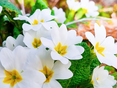 White primrose close-up. First spring flowers in forest. photo